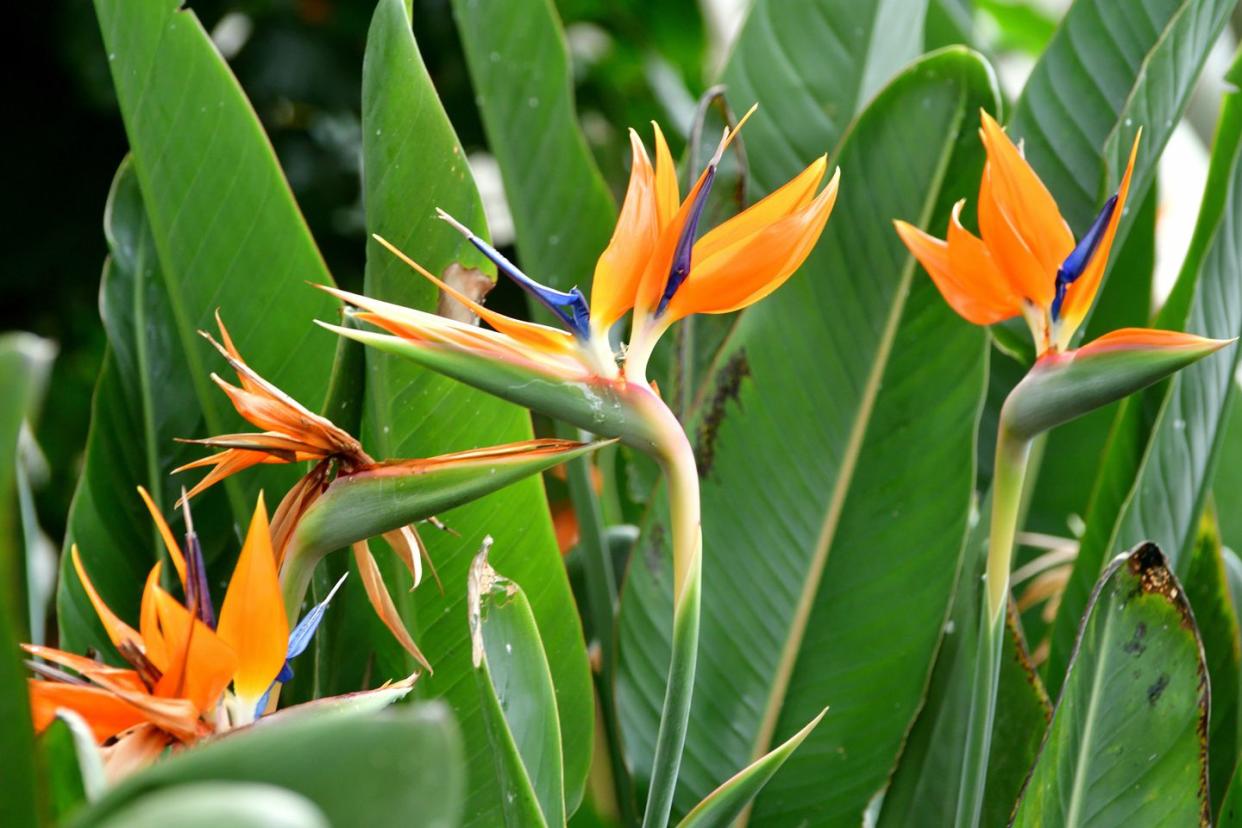 bird of paradise flower with orange spiky petals