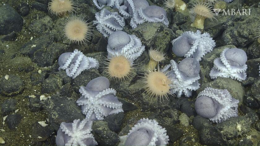 This 2019 image from video provided by MBARI shows female pearl octopuses nesting at the "octopus garden" near the Davidson Seamount off the California coast at a depth of approximately 3,200 meters (10,500 feet). Research published Wednesday, Aug. 23, 2023, in Science Advance shows heat seeping up from the base of an extinct underwater volcano helps the octopuses' eggs hatch faster. (MBARI via AP)