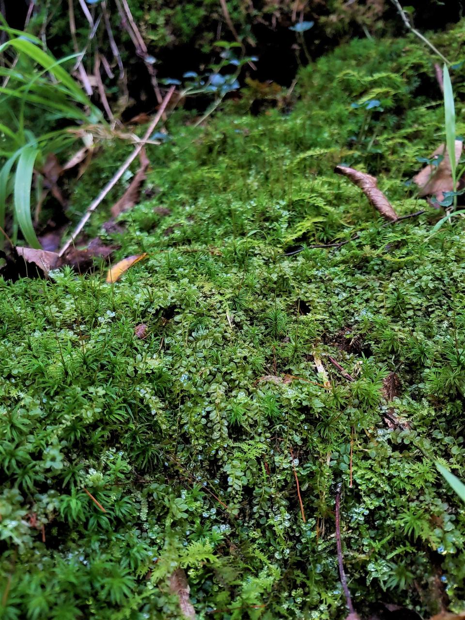 The texture of saber-tooth moss (Plagiomnium ciliare) enhances that of the mosses around it. Mosses can commonly be seen cohabitating with other species – it would be easy to mistake P. ciliare for a vascular plant with its large leaves and creeping growth.