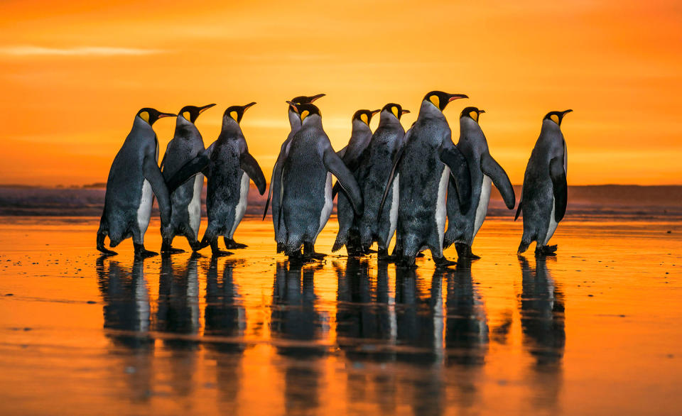 <p>Es gibt doch nichts Schöneres als ein erfrischendes Bad in der aufgehenden Morgensonne. Das dachten sich auch einige Königspinguine auf den Falklandinseln. Der Fotograf Wim van den Heever beobachtete sie auf ihrem Weg in die Wellen und hielt die magischen Momente fest. Mit diesem anmutigen Bild machen sie ihrem Namen alle Ehre! (Bild: Caters News) </p>