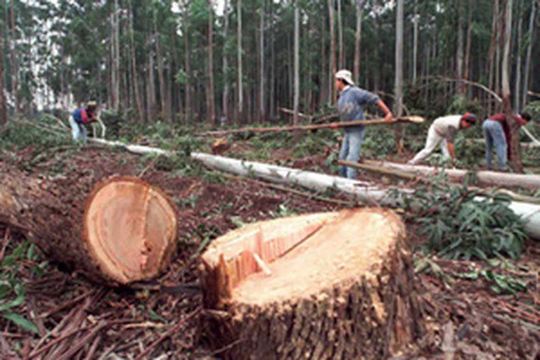 La Ley de Bosques es solo una de las regulaciones que debe controlar el ministerio de Ambiente