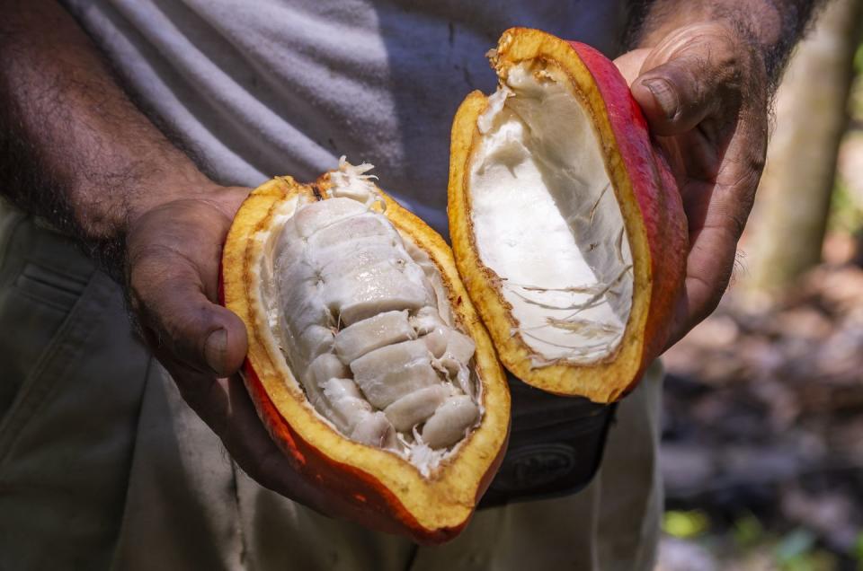 fresh red cocoa fruits freshly harvested in the jungle of peru