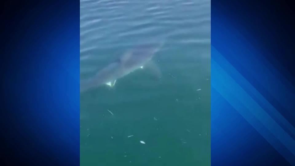 File photo, 2022. Cape Cod charter boat gets up close with shark off Wellfleet