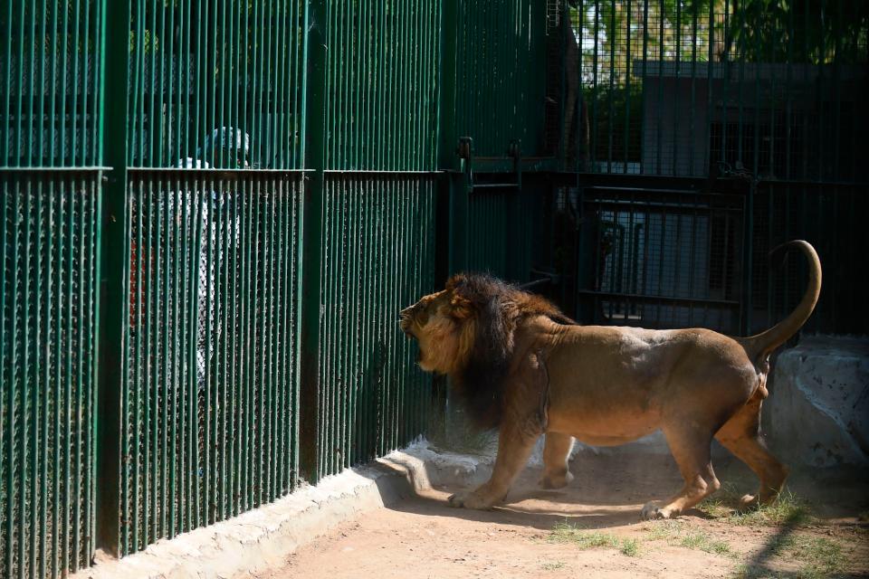 Un león asiático reacciona cuando un trabajador del Jardín Zoológico Kamla Nehru con engranajes protectores rocía desinfectante durante un cierre nacional impuesto por el gobierno como medida preventiva contra la propagación del coronavirus. (AFP via Getty Images)