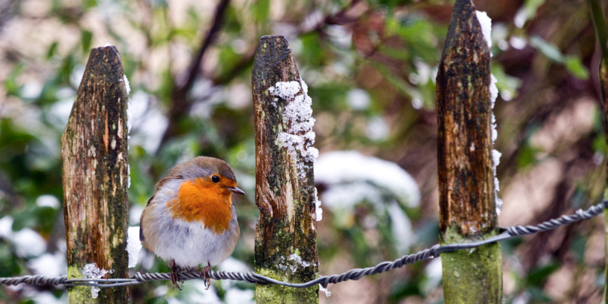 robin standing on a garden fence in winter