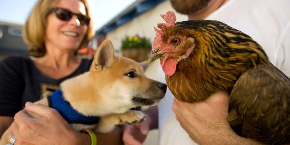 A dog sniffs out a chicken on a tour of backyard coops in Orange County, California, in 2015.