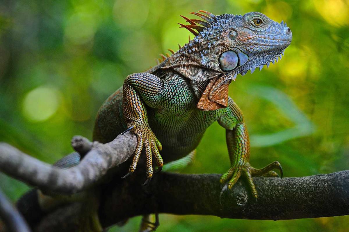 Una niña de 4 años contrajo una rara infección bacteriana de iguana