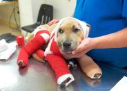 “We are doing several very important things for this helpless puppy: Giving him excellent veterinary treatment and loving care and finding out how this happened in order to hold accountable those who are responsible,” said Debbie Hill, a vice president at the Humane Society of Missouri. <a href="http://www.hsmo.org/" rel="nofollow noopener" target="_blank" data-ylk="slk:(Courtesy of the Humane Society of Missouri);elm:context_link;itc:0;sec:content-canvas" class="link ">(Courtesy of the Humane Society of Missouri)</a>