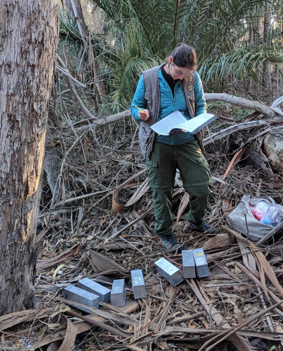 University of Utah researcher Sara Weinstein collects data on wild mice trapped at Pismo State Beach Monarch Butterfly Grove. Weinstein visited the grove to learn whether mice eat the monarch butterflies that migrate there every winter.