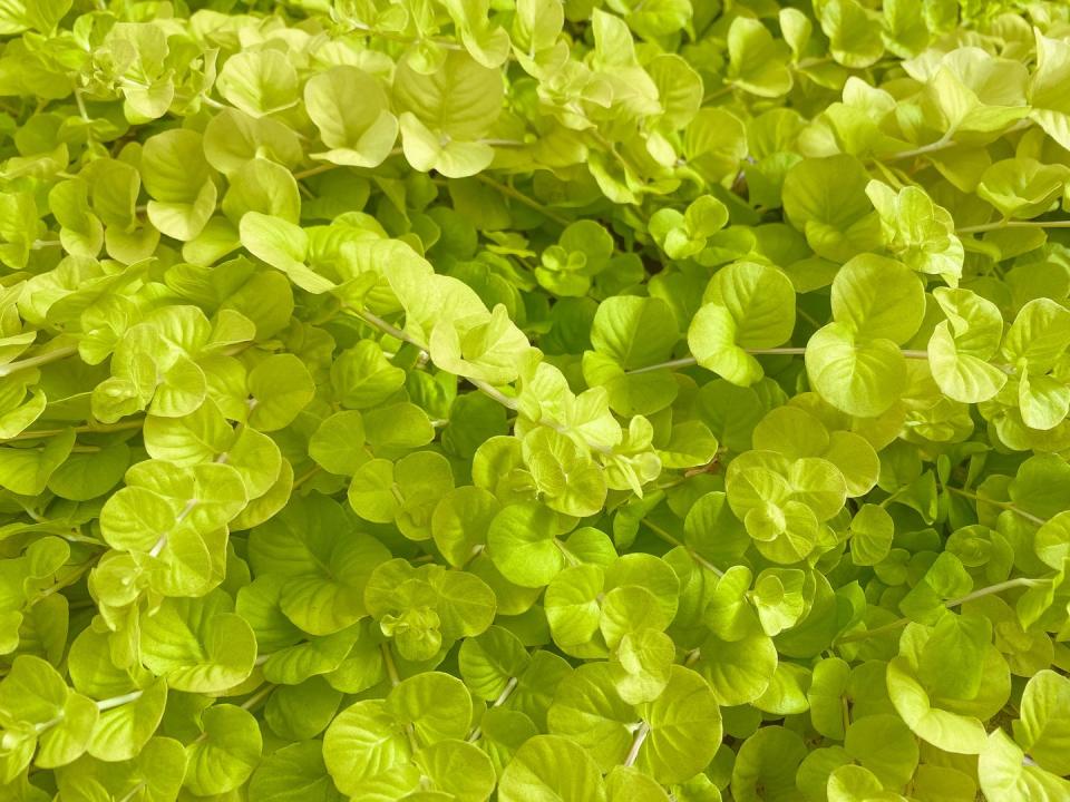 Creeping Jenny