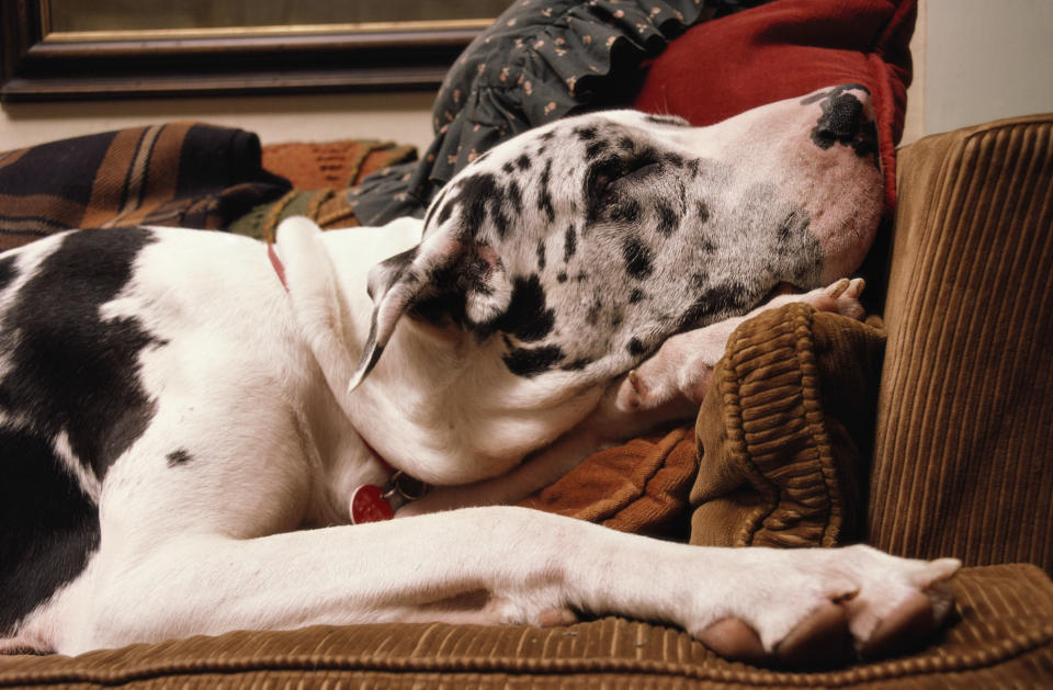 A large, white, and black-spotted dog is lying on a couch, resting its head on a pillow while sleeping