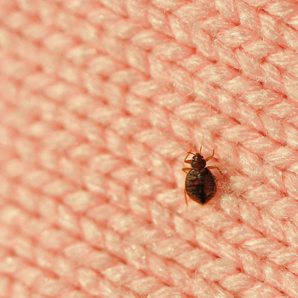 Courtesy of dblight/Getty Images Bedbug on fabric