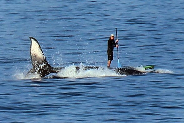 British tourist captures amazing pictures of paddle boarder 'surfing on whale'