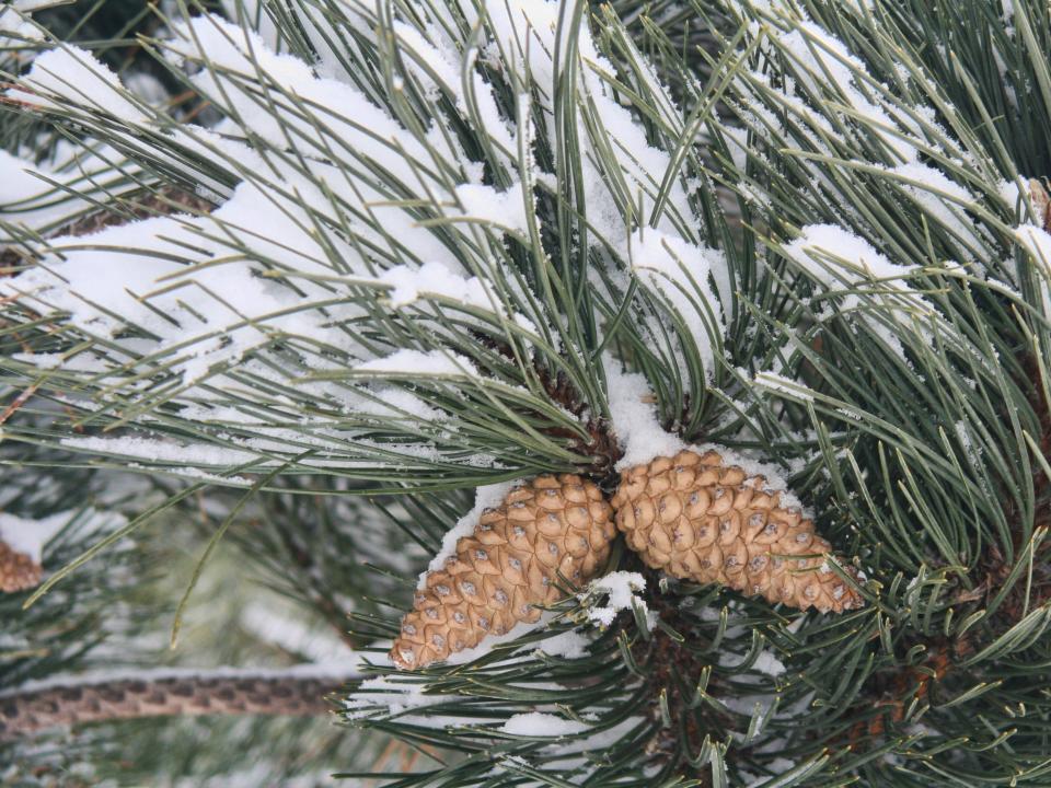 Pine tree needles covered in snow