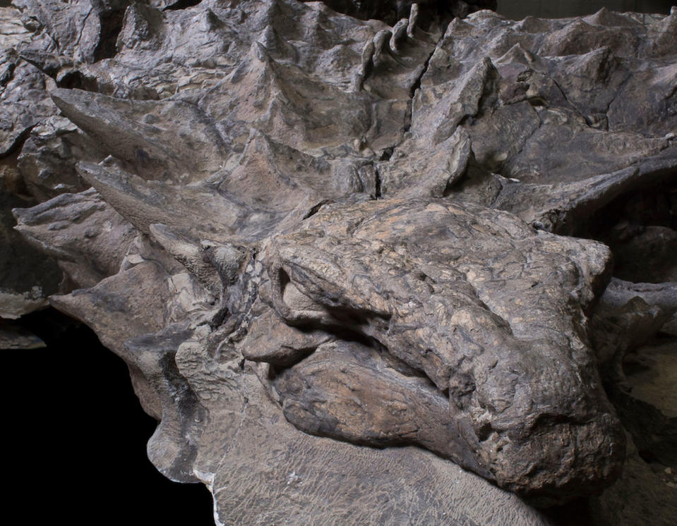 Incredible! Most Well-Preserved Armored Dinosaur Was a 'Spiky Tank'