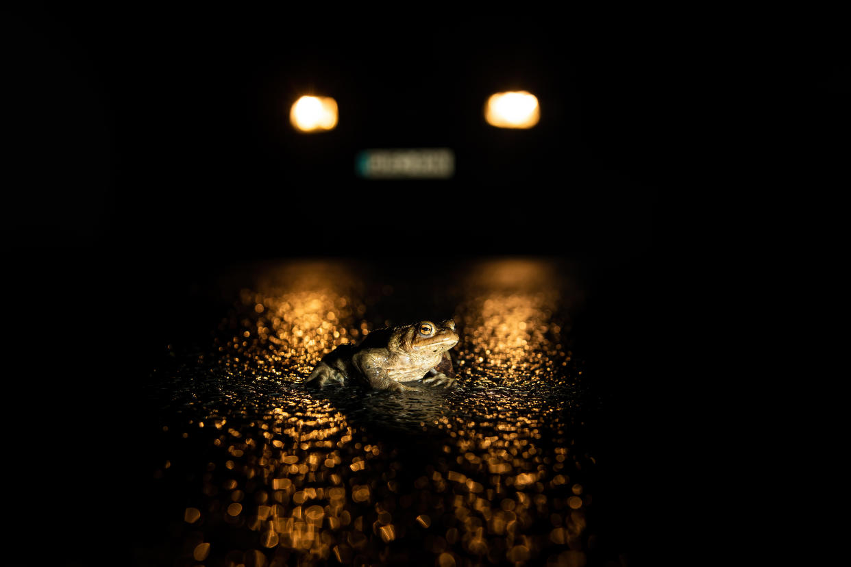 Toad In The Road by Peter Brooks won the South Downs Nature at Night category (Peter Brooks/South Downs National Park/PA)