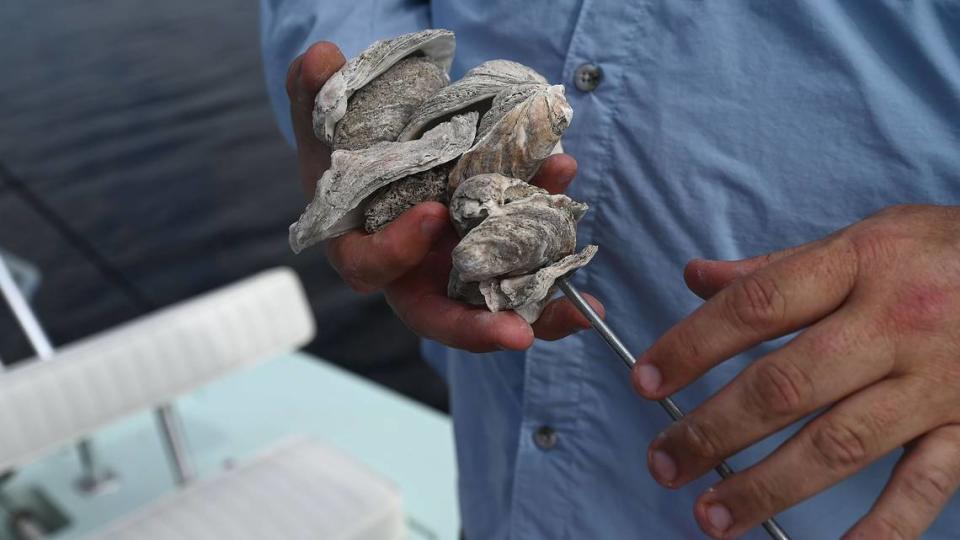 Damon Moore, founder and executive director of the Oyster River Ecology nonprofit, is working with Manatee County Government officials to restore shellfish and improve water quality in the Manatee River.