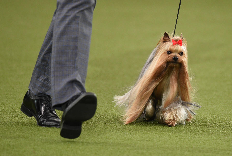 La belle chevelure de ce Yorkshire Terrier ne l’empêche pas de courrir (édition 2022).