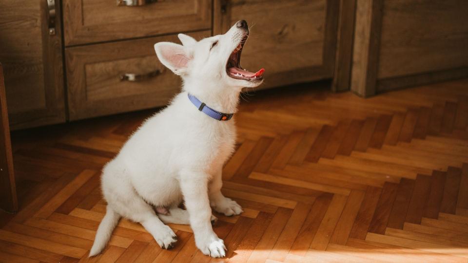 A dog's first signs of fear may include yawning, frequently blinking and licking their nose.