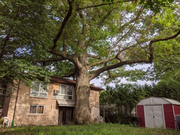 A massive red oak grows within a few metres of the house at 76 Coral Gable Dr. in Toronto. (AFP via Getty Images - image credit)