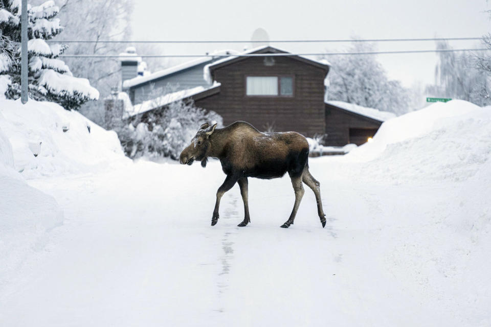 It’s so cold and snowy in Alaska that fuel oil is thickening and roofs are collapsing
 (Loren Holmes / AP)