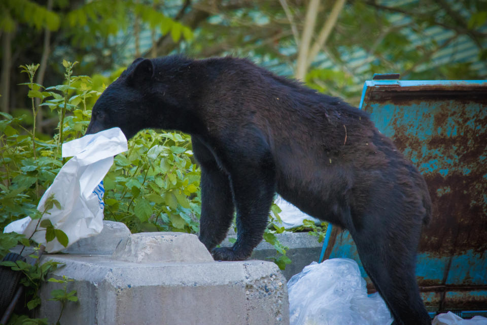 A bear is rummaging through a bag