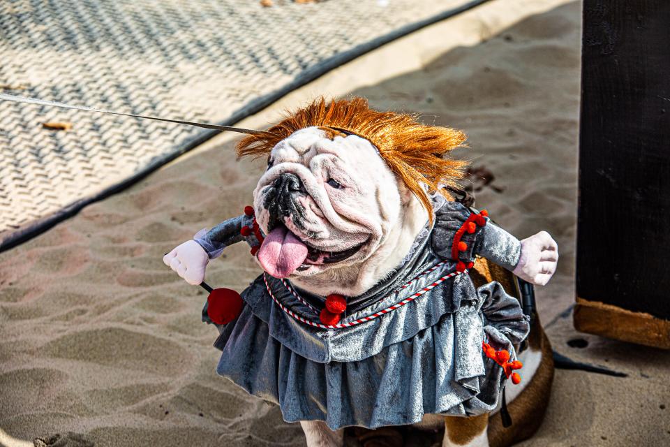 More than 200 pets and their owners joined in Ocean City’s “Howl-O-Ween Pet Parade" on Saturday, Oct. 23, 2021, on the Boardwalk. Donations were collected to benefit the Worcester County Humane Society.