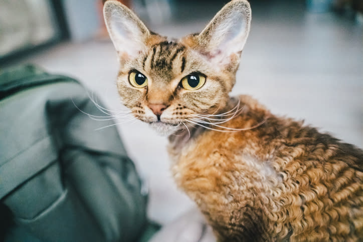 Brown Devon Rex cat 