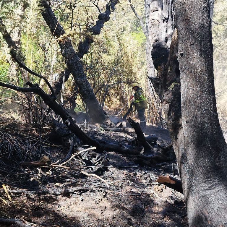 En el Parque Nacional Lanín el foco de incendio está circunscripto  