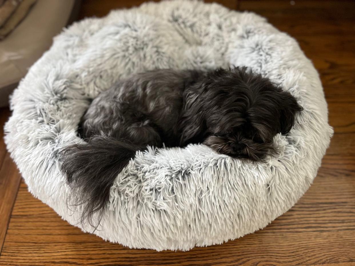 black shih tzu laying in donut style furry bed