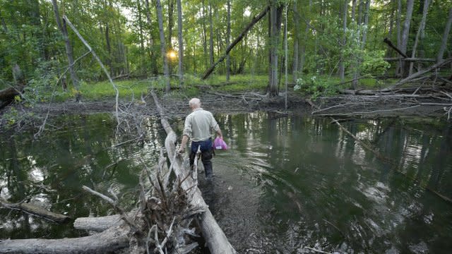 Allen Kurta, an Eastern Michigan University professor, prepares to hang netting.