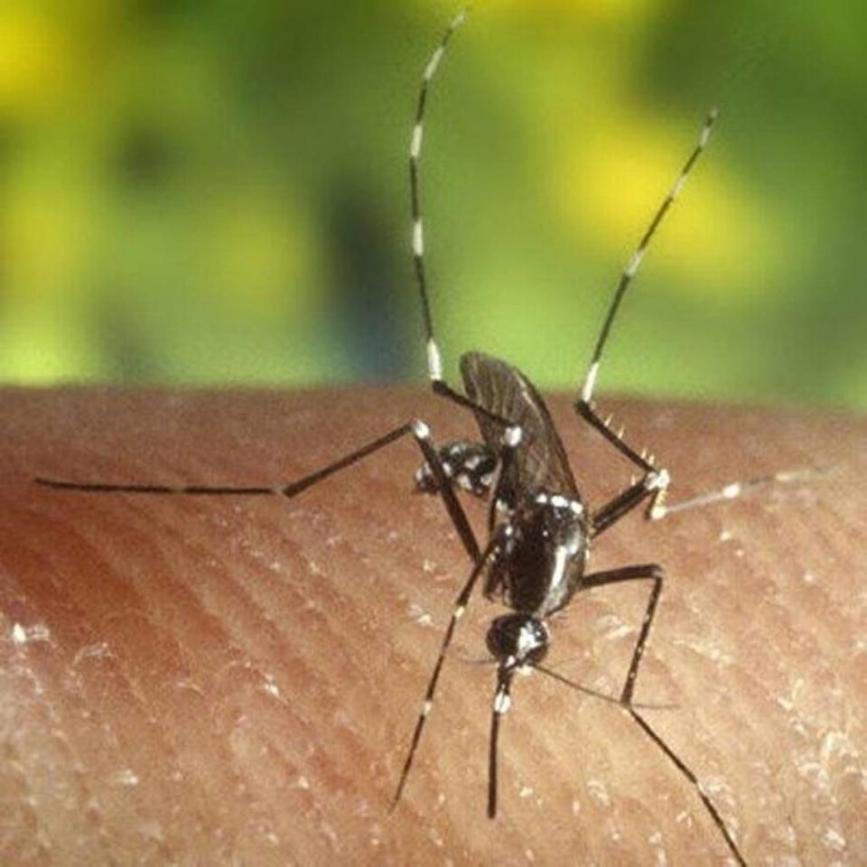 The Asian tiger mosquito (Aedes albopictus) is “the most prevalent species across the state, particularly in large urban areas,” according to Michael Waldvogel of N.C. State.