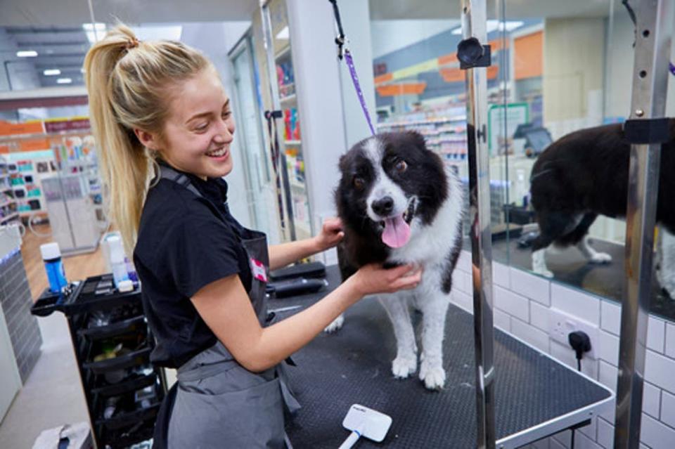 <p>Puppy sales have soared </p> (Pets At Home)