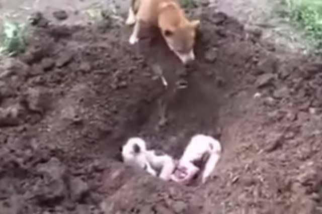 Dog buries best friend in Thailand