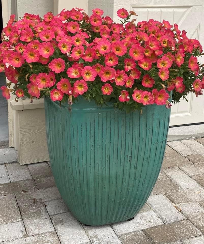 Supertunia Persimmon is very new in the market. In this photo courtesy of Andrea Owens Schnapp in Florida the glazed turquoise container looks dazzling with the orange and yellow blossoms.