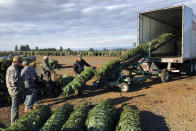 In this Dec. 5, 2019 photo, workers — most of them from Mexico — load Christmas trees onto a truck at Hupp Farms in Silverton, Ore. On Wednesday, Dec. 11, 2019, the U.S. House passed a bill that would loosen restrictions on hiring foreign agricultural workers and create a path to citizenship for more than 1 million farm workers estimated to be in the country illegally. The bill's fate in the Senate is unclear, and the White House hasn't said if President Donald Trump would sign it. But the 260-165 vote was a rare stroke of bipartisanship on immigration. (AP Photo/Andrew Selsky)