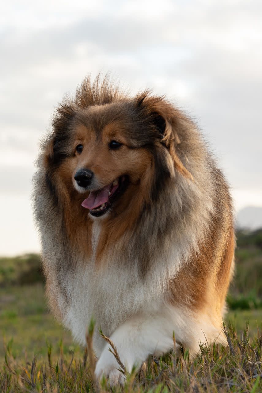 15) Shetland Sheepdog