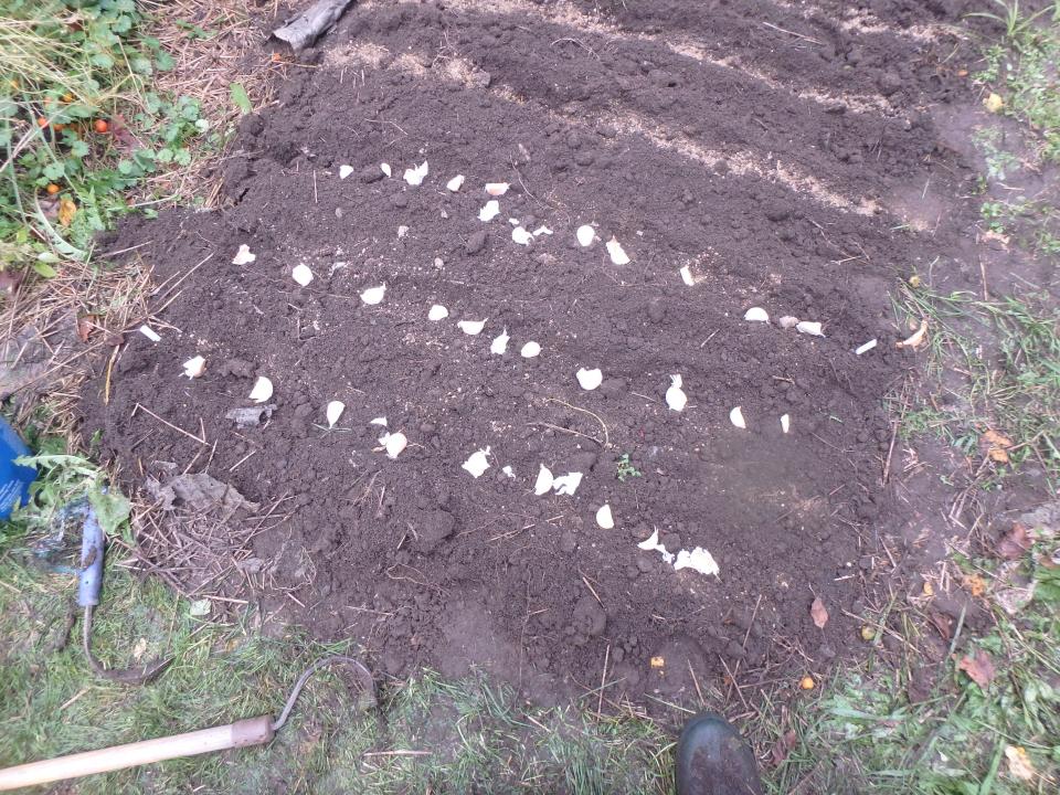 Place your garlic cloves on the soil to establish spacing before planting.