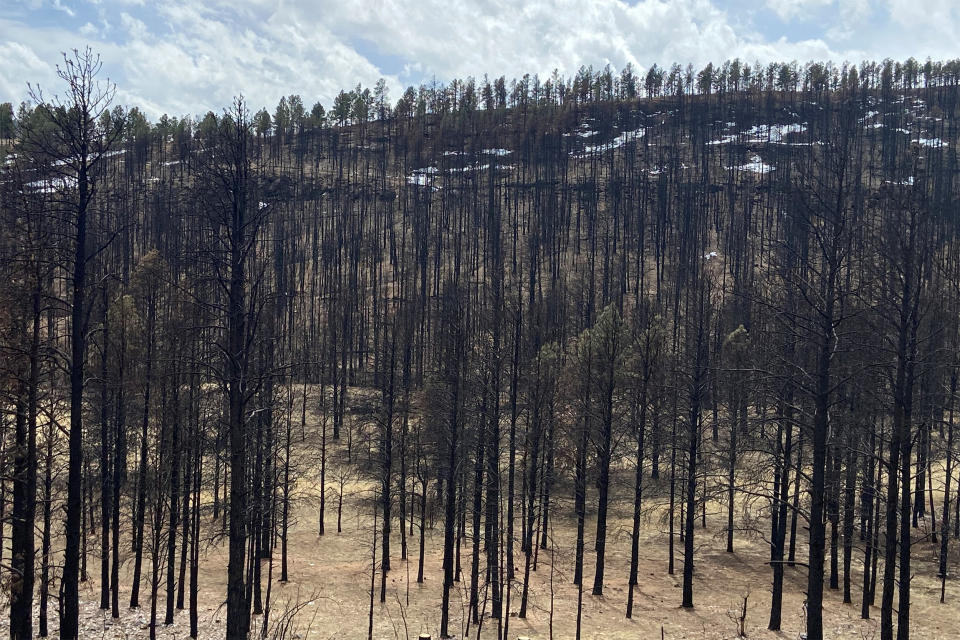 A picture of the lasting tree damage from the wildfire in Mora County last year. About 62 million trees were burned. (Deon J. Hampton / NBC News)