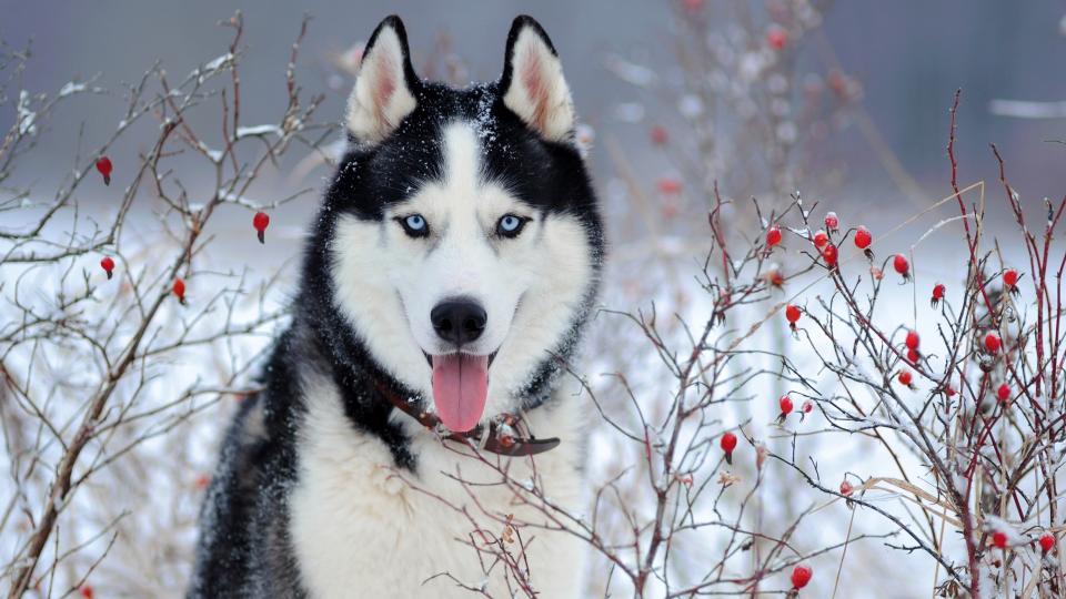 10. Siberian Husky