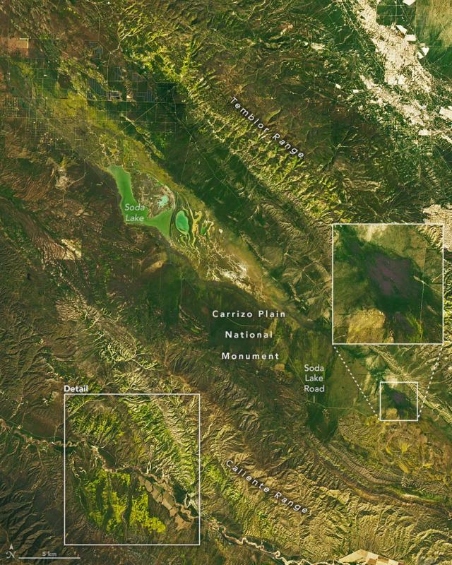 This California superbloom is so big, you can see it from space. View