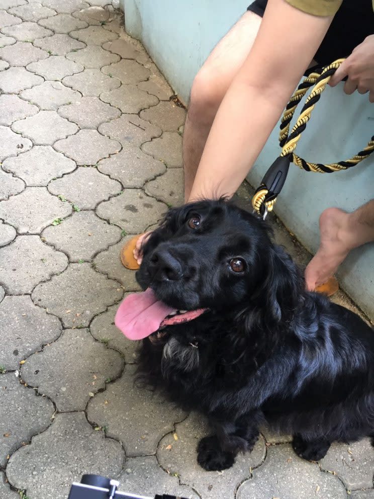 Moss the cocker spaniel. PHOTO: Nicholas Yong/Yahoo Singapore