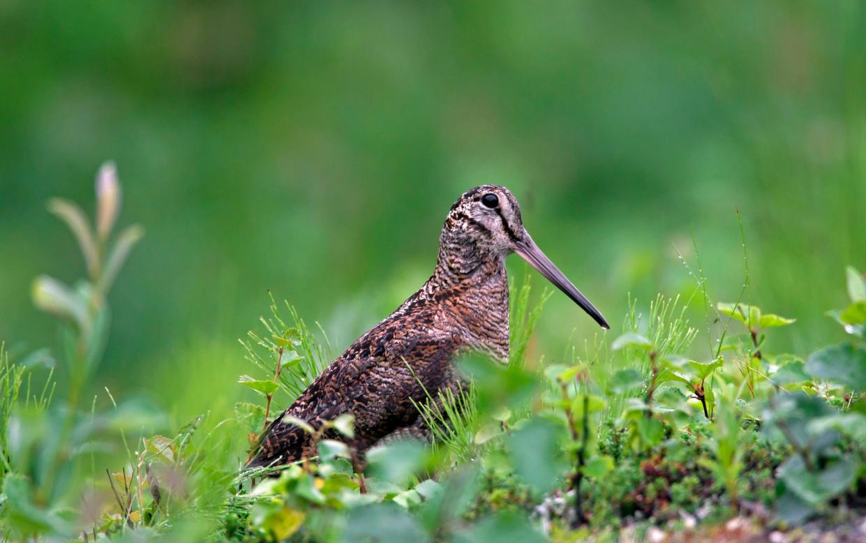 The woodcock is on the red list in the UK for its threatened status. - Arterra/UIG via Getty Images