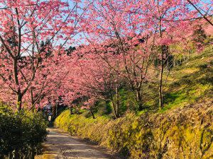 山上人家園方於2月22日公布櫻花季正式開跑。| The cherry blossoms festival kicked off on Feb. 22, the resort announced on Facebook. (Courtesy of Facebook @mvresort.tw)