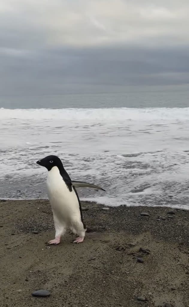 剛上岸的企鵝似乎有點緊張。（圖／翻攝自臉書／Harry Singh）