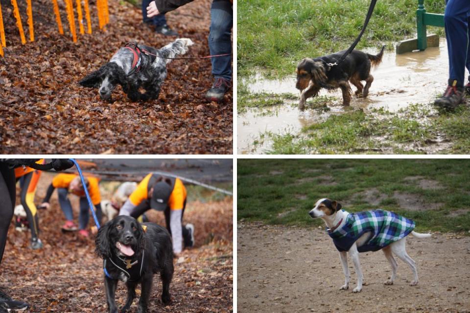 PICTURES: The good, the bad and the muddy in Upton Country Park <i>(Image: Daily Echo)</i>