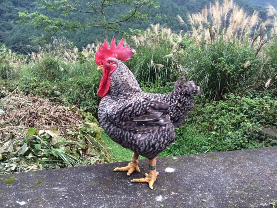 「蘆花雞」是台灣早期常見的土雞種，因為外型關係又被稱為鳳梨花雞、元寶雞。（簡佑達提供）