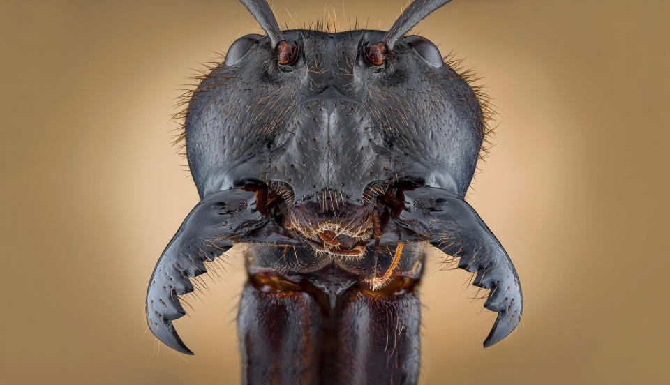 A gruesome but fascinating image of a Malaysian soldier ant won the Macro and Close Up category