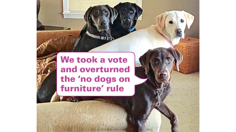 Funny photos: Dogs on couch with caption, 