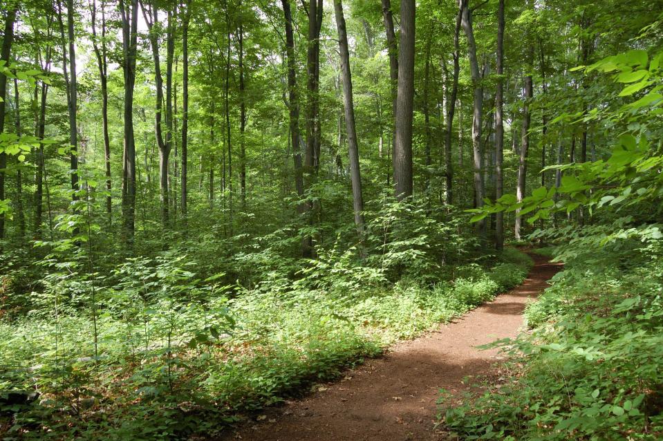 The Sacred Grove in Palmyra, N.Y.